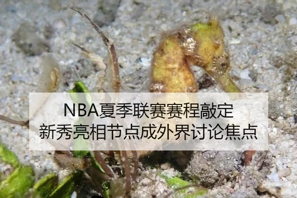 NBA夏季联赛赛程敲定 新秀亮相节点成外界讨论焦点